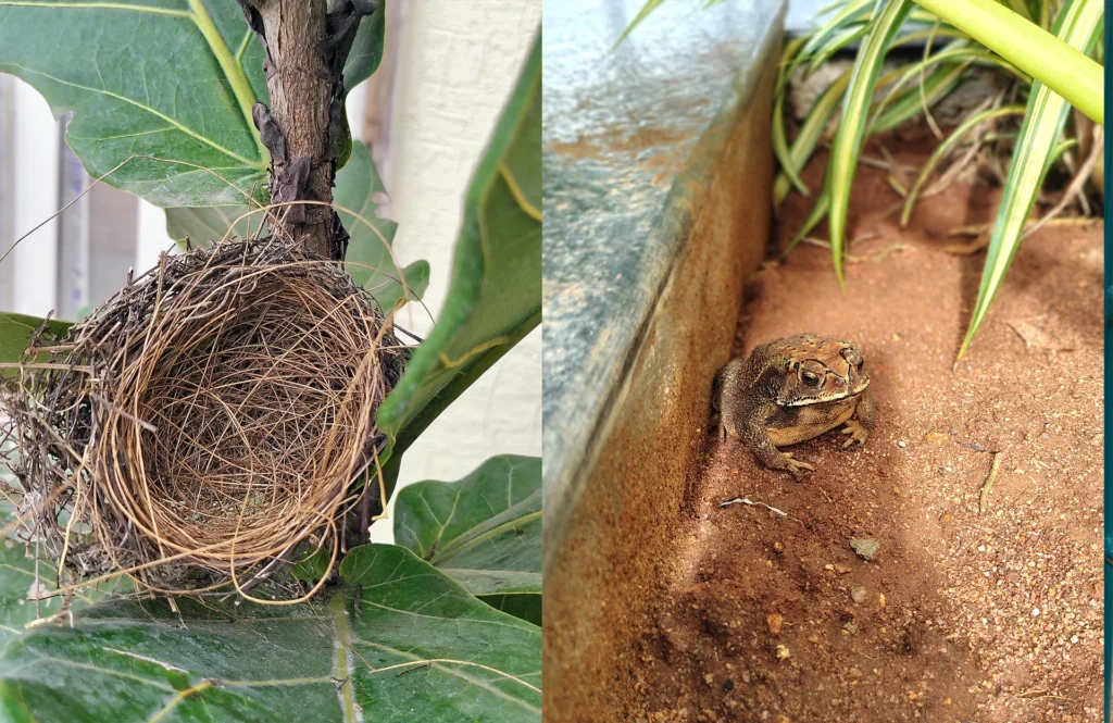 Nature in waldorf school